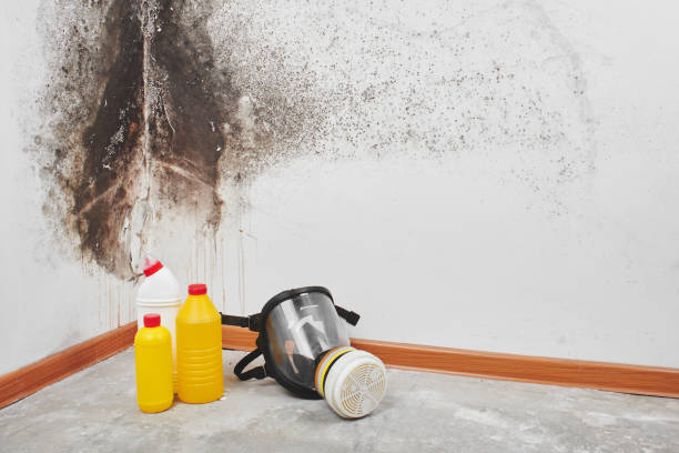 Best Mold Removal Company Near Me  in Coopersville, MI