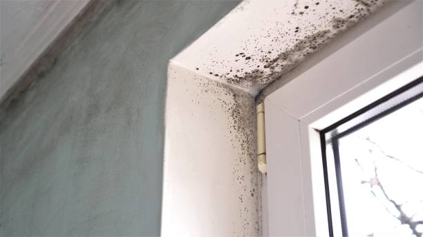 Certified Mold Removal in Coopersville, MI