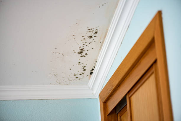 Best Black Mold Removal  in Coopersville, MI