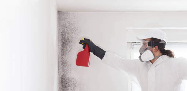 Best Certified Mold Removal  in Coopersville, MI