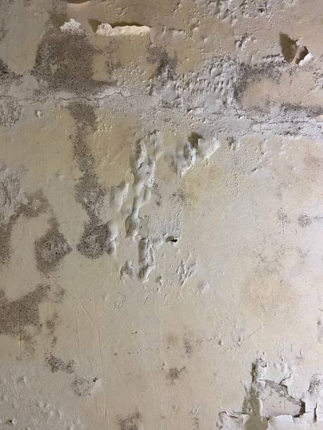 Best Best Mold Removal Companies  in Coopersville, MI