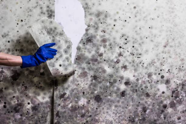 Best Mold Remediation Services  in Coopersville, MI
