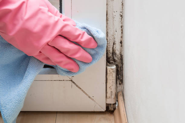 Best Home Mold Removal  in Coopersville, MI