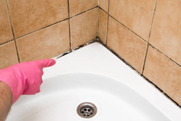 Coopersville, MI Mold Removal Company