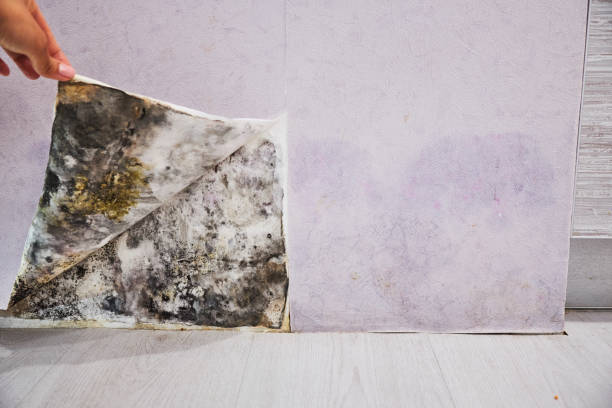 Best Emergency Mold Removal  in Coopersville, MI